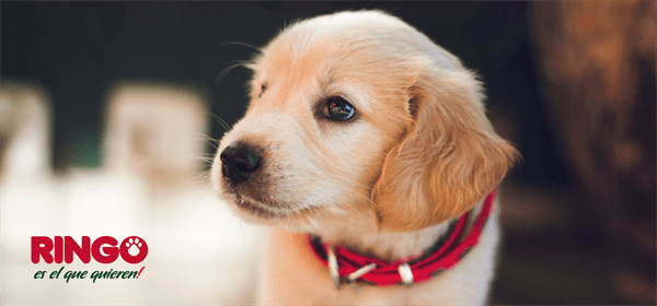 ¿Tienes perro por primera vez? Te contamos varios tips para cuando el nuevo miembro de la familia llegué a casa.